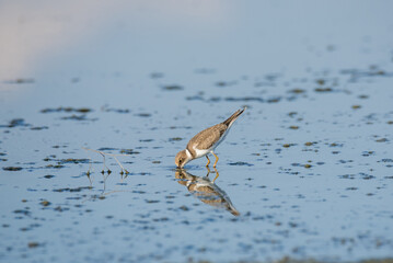 Bird Charadrius catching insects on the lake. Chyornye Zemli (Black Lands) Nature Reserve, Kalmykia region, Russia.
