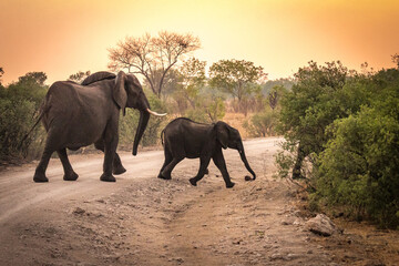 Fototapeta premium african elephants, hwange national park, zimbabwe, sunset