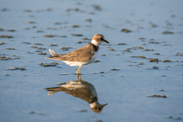 Bird Charadrius catching insects on the lake. Chyornye Zemli (Black Lands) Nature Reserve, Kalmykia region, Russia.
