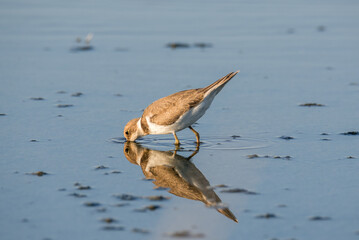 Bird Charadrius catching insects on the lake. Chyornye Zemli (Black Lands) Nature Reserve, Kalmykia region, Russia.
