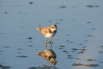 Bird Charadrius catching insects on the lake. Chyornye Zemli (Black Lands) Nature Reserve, Kalmykia region, Russia.
