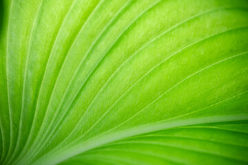 Closeup of nature view of green leaf on blurred greenery background with copy space using as background natural green plants landscape, ecology, fresh wallpaper concept.