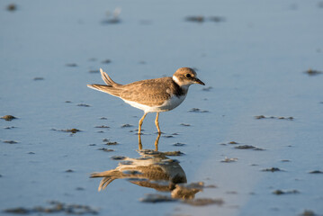 Bird Charadrius catching insects on the lake. Chyornye Zemli (Black Lands) Nature Reserve, Kalmykia region, Russia.
