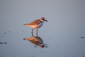 Bird Charadrius catching insects on the lake. Chyornye Zemli (Black Lands) Nature Reserve, Kalmykia region, Russia.
