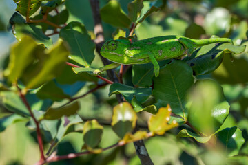 A baby Mediterranean Chameleon (Chamaeleo chamaeleon) slowly moving on a carob tree (Ceratonia...