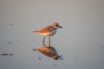 Bird Charadrius catching insects on the lake. Chyornye Zemli (Black Lands) Nature Reserve, Kalmykia region, Russia.
