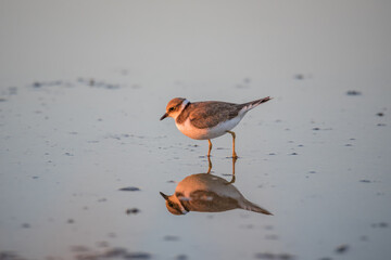 Bird Charadrius catching insects on the lake. Chyornye Zemli (Black Lands) Nature Reserve, Kalmykia region, Russia.
