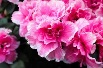 Macro of pink and white azalea flowers growing