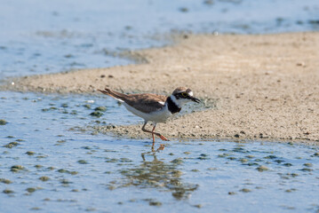 Bird Charadrius catching insects on the lake. Chyornye Zemli (Black Lands) Nature Reserve, Kalmykia region, Russia.
