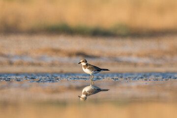 Bird Charadrius catching insects on the lake. Chyornye Zemli (Black Lands) Nature Reserve, Kalmykia region, Russia.

