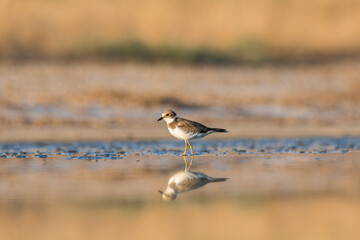Bird Charadrius catching insects on the lake. Chyornye Zemli (Black Lands) Nature Reserve, Kalmykia region, Russia.
