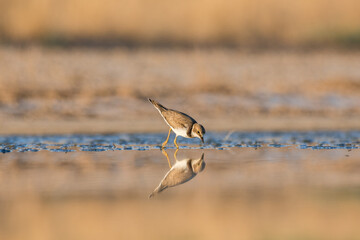 Bird Charadrius catching insects on the lake. Chyornye Zemli (Black Lands) Nature Reserve, Kalmykia region, Russia.
