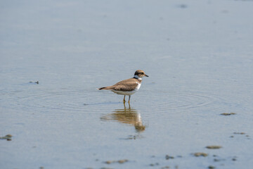 Bird Charadrius catching insects on the lake. Chyornye Zemli (Black Lands) Nature Reserve, Kalmykia region, Russia.
