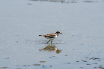 Bird Charadrius catching insects on the lake. Chyornye Zemli (Black Lands) Nature Reserve, Kalmykia region, Russia.

