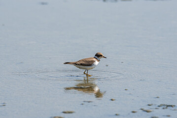 Bird Charadrius catching insects on the lake. Chyornye Zemli (Black Lands) Nature Reserve, Kalmykia region, Russia.
