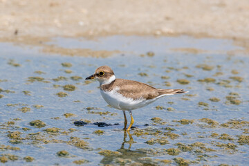 Bird Charadrius catching insects on the lake. Chyornye Zemli (Black Lands) Nature Reserve, Kalmykia region, Russia.
