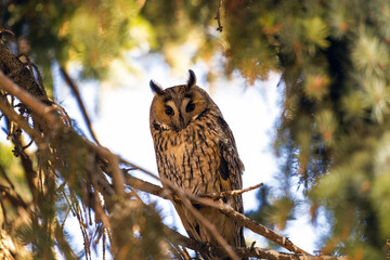 Portrait of an eared owl in the woods