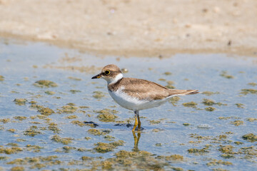Bird Charadrius catching insects on the lake. Chyornye Zemli (Black Lands) Nature Reserve, Kalmykia region, Russia.
