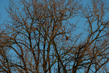 one bald eagle resting behind dense leafless branches on the tree under the warm light of the morning sun in the park