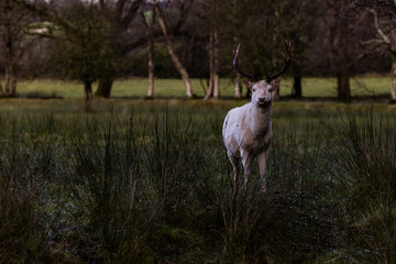 Fallow Deer with white winter fur, Randalstown Forest, County Antrim, Northern Ireland