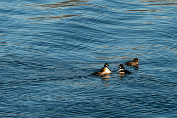 four Barrow&rsquo;s goldeneye ducks swimming in the ocean on a cold winter morning with sunlight starts to hit on their feathers