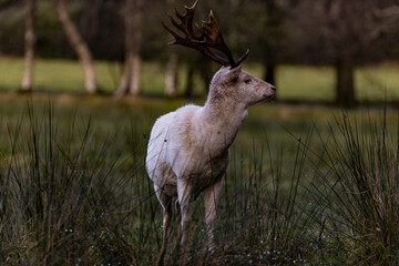 Fallow Deer with white winter fur, Randalstown Forest, County Antrim, Northern Ireland