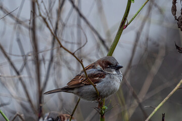 close up of a chubby male sparrow resting on the branch on an overcast morning near the park