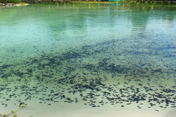 clear shallow green sea water full of black mussels and shellfishes in the marine on Koh Rong island in Cambodia