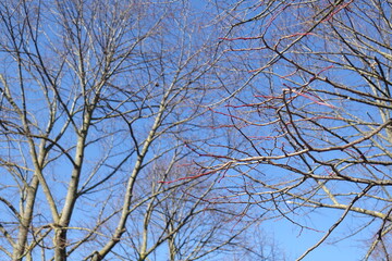 interweaving of branches in winter