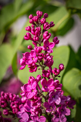 purple flowers of a lilac, spring