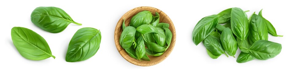 Fresh basil leaf isolated on white background with clipping path and full depth of field. Top view. Flat lay, Set or collection - obrazy, fototapety, plakaty