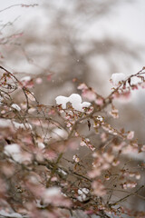 Cherry Blossom in the snow