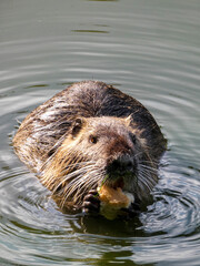 nutria eats bread