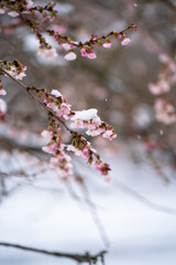Cherry Blossom in the snow