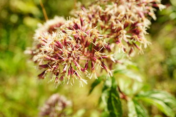 Macro photography of bright wild flower hemp agrimony with copy space