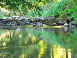 pond in the garden