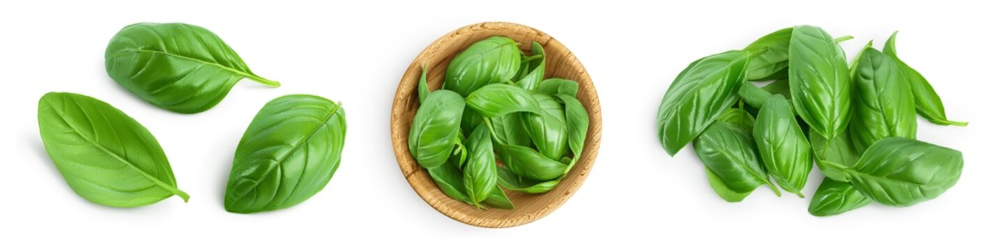 Fresh basil leaf isolated on white background with clipping path and full depth of field. Top view. Flat lay, Set or collection