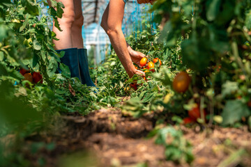 A farmer inspects a crop of tomatoes in a greenhouse on an organic farm