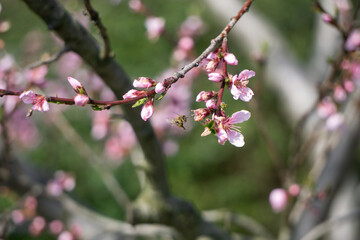 Pfirsichblüten im Garten