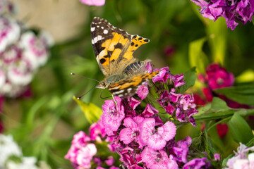 Fototapeta na wymiar Schmetterling im Garten