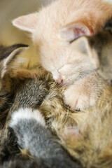 Fototapeta na wymiar Close up of Grey tabby mother cat laying on a coach feeding her drinking kittens