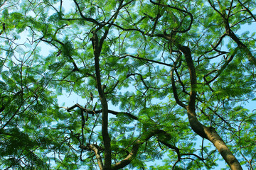 Fototapeta premium closeup of tree branches with green leaves and blue sky
