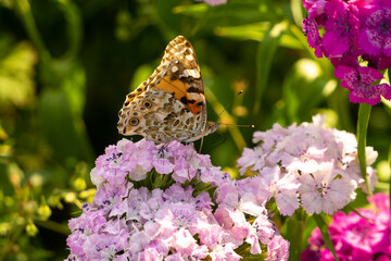 Schmetterling auf einer Nalkenblüte