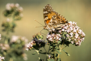 Schmetterling im Garten