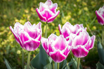 Obraz premium bunch of pink and white tulips in a garden, spring