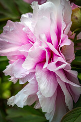 pink and white peony, spring