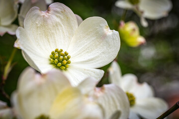 white dogwood blossoms, spring, botanical garden