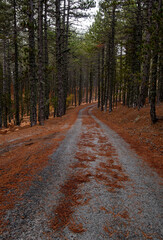 Autumn landscape with empty rural forest road in the mountains. Troodos Cyprus