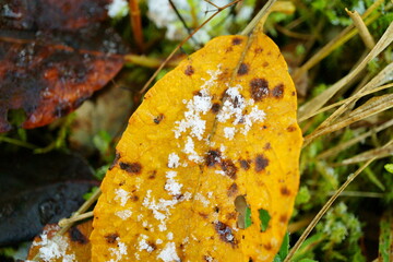 Macro photography of yellow fallen leave with frost in forest