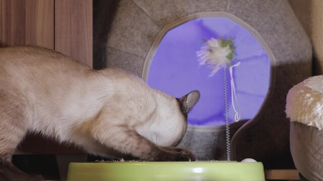 Beautiful bengal cat plays, sharpens claws, bites toy